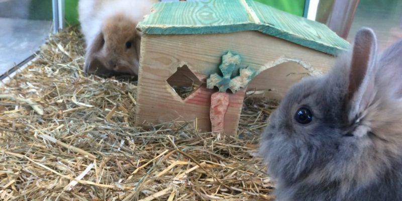 batch_Filière TCVA